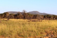 Утреннее сафари в Эринди, или "Соло одинокого гепарда"