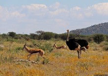 Утреннее сафари в Эринди, или "Соло одинокого гепарда"