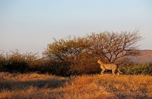 Утреннее сафари в Эринди, или "Соло одинокого гепарда"