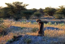 Утреннее сафари в Эринди, или "Соло одинокого гепарда"