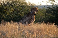 Утреннее сафари в Эринди, или "Соло одинокого гепарда"