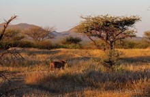 Утреннее сафари в Эринди, или "Соло одинокого гепарда"