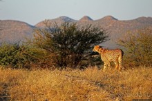 Утреннее сафари в Эринди, или "Соло одинокого гепарда"