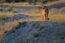 Утреннее сафари в Эринди, или "Соло одинокого гепарда"