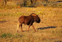 Утреннее сафари в Эринди, или "Соло одинокого гепарда"