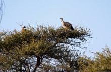 Утреннее сафари в Эринди, или "Соло одинокого гепарда"