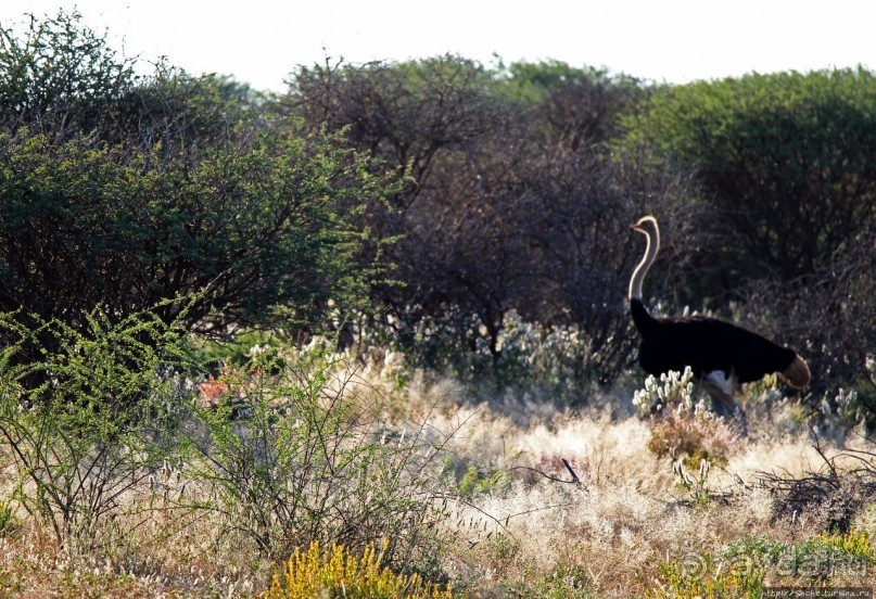 Утреннее сафари в Эринди, или "Соло одинокого гепарда"