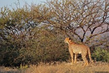 Утреннее сафари в Эринди, или "Соло одинокого гепарда"