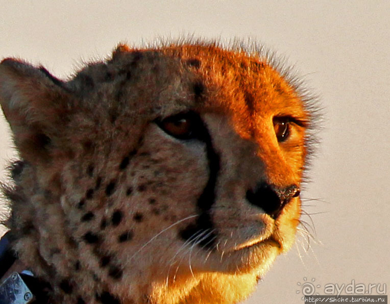 Утреннее сафари в Эринди, или "Соло одинокого гепарда"