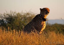 Утреннее сафари в Эринди, или "Соло одинокого гепарда"