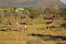 Утреннее сафари в Эринди, или "Соло одинокого гепарда"