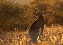 Утреннее сафари в Эринди, или "Соло одинокого гепарда"