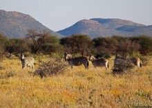 Утреннее сафари в Эринди, или "Соло одинокого гепарда"
