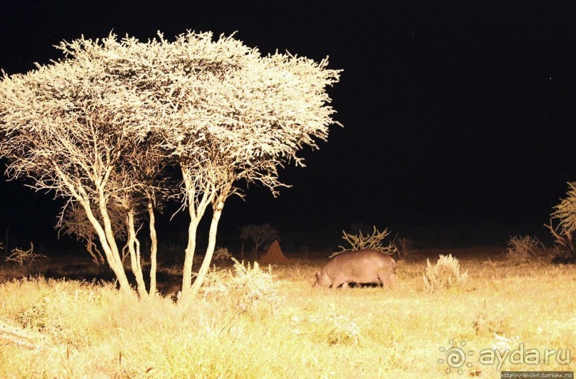 Утреннее сафари в Эринди, или "Соло одинокого гепарда"