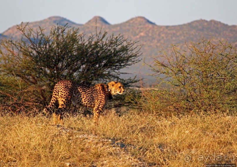 Утреннее сафари в Эринди, или "Соло одинокого гепарда"