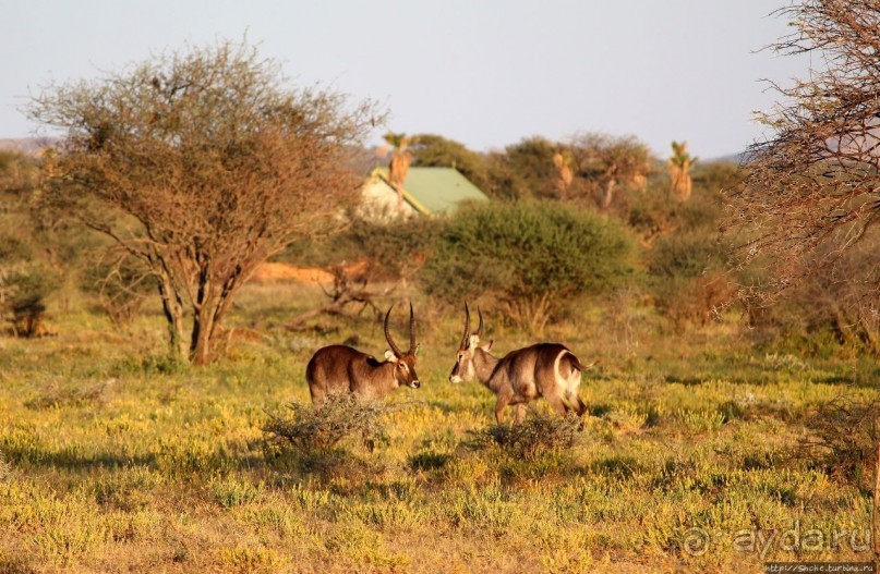 Утреннее сафари в Эринди, или "Соло одинокого гепарда"