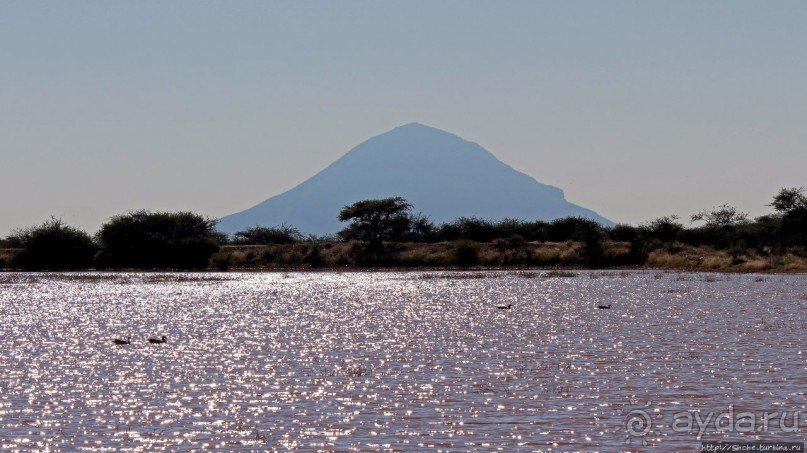 Утреннее сафари в Эринди, или "Соло одинокого гепарда"