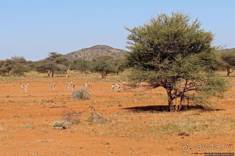 Утреннее сафари в Эринди, или "Соло одинокого гепарда"
