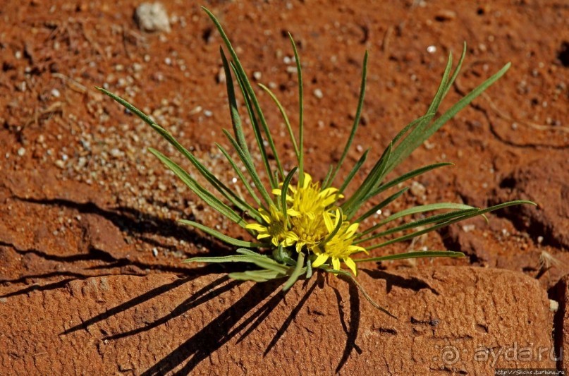 Утреннее сафари в Эринди, или "Соло одинокого гепарда"