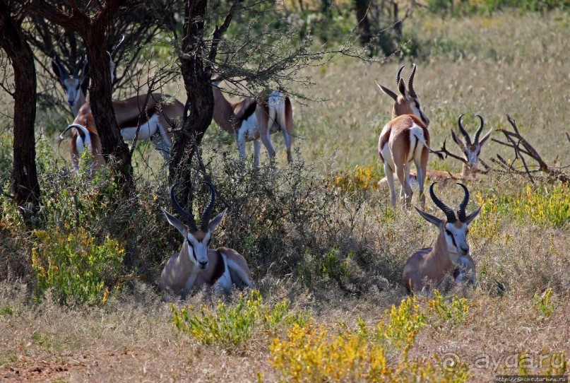 Утреннее сафари в Эринди, или "Соло одинокого гепарда"