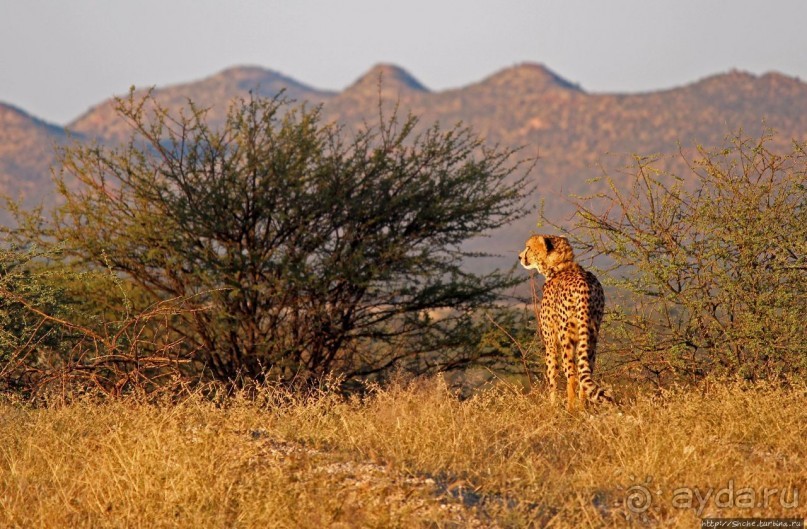 Утреннее сафари в Эринди, или "Соло одинокого гепарда"