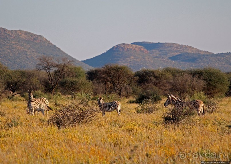 Утреннее сафари в Эринди, или "Соло одинокого гепарда"
