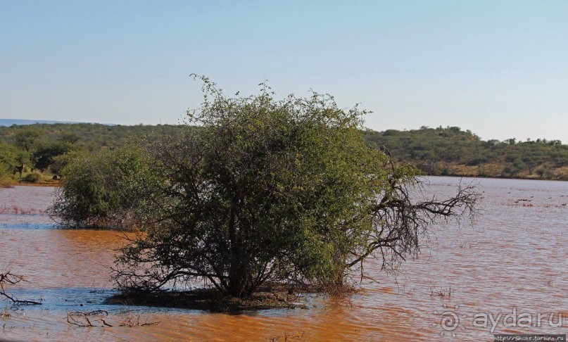 Утреннее сафари в Эринди, или "Соло одинокого гепарда"