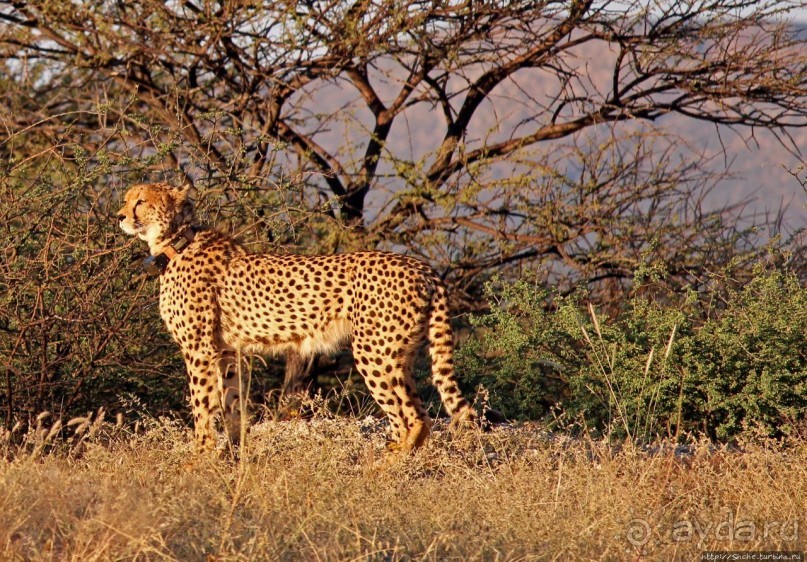 Утреннее сафари в Эринди, или "Соло одинокого гепарда"