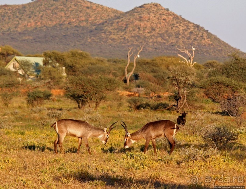 Утреннее сафари в Эринди, или "Соло одинокого гепарда"