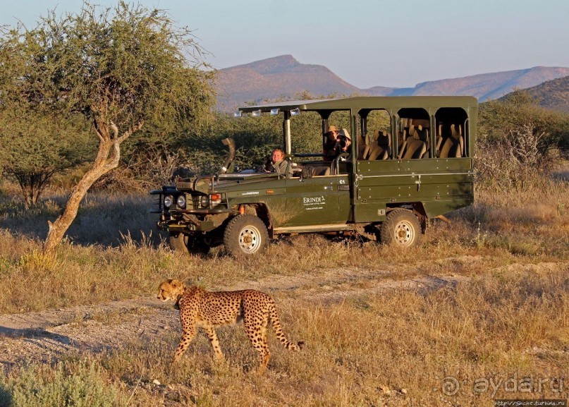 Утреннее сафари в Эринди, или "Соло одинокого гепарда"