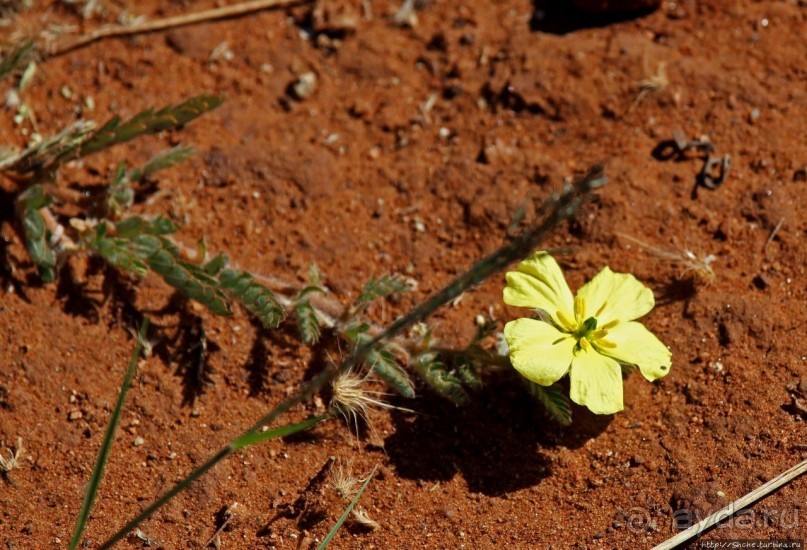 Утреннее сафари в Эринди, или "Соло одинокого гепарда"