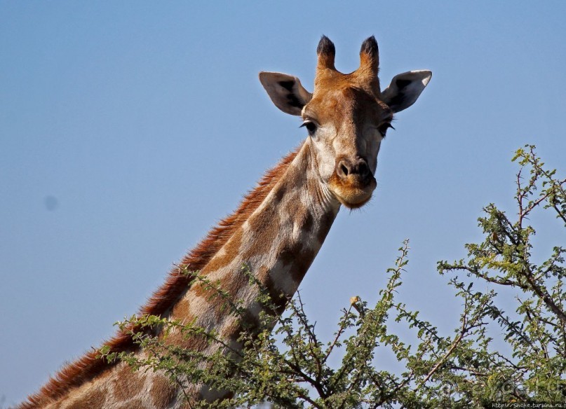 Утреннее сафари в Эринди, или "Соло одинокого гепарда"