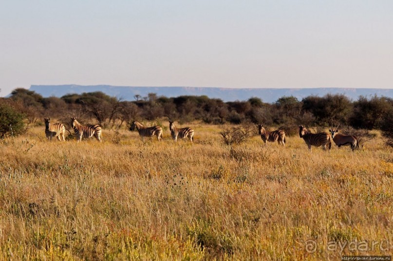 Утреннее сафари в Эринди, или "Соло одинокого гепарда"