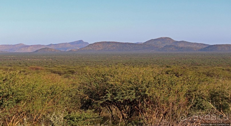 Утреннее сафари в Эринди, или "Соло одинокого гепарда"