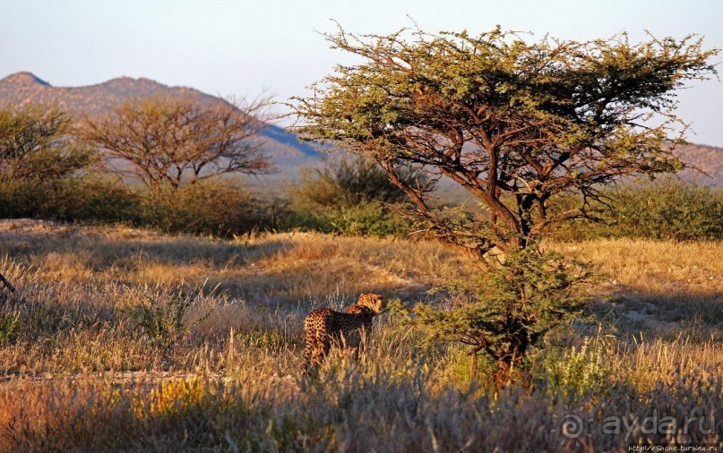Утреннее сафари в Эринди, или "Соло одинокого гепарда"