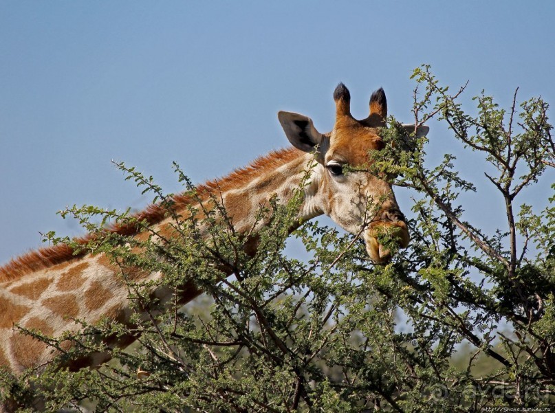 Утреннее сафари в Эринди, или "Соло одинокого гепарда"