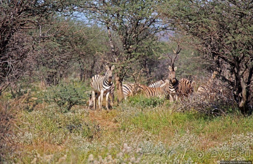 Утреннее сафари в Эринди, или "Соло одинокого гепарда"