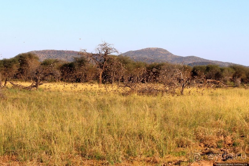 Утреннее сафари в Эринди, или "Соло одинокого гепарда"