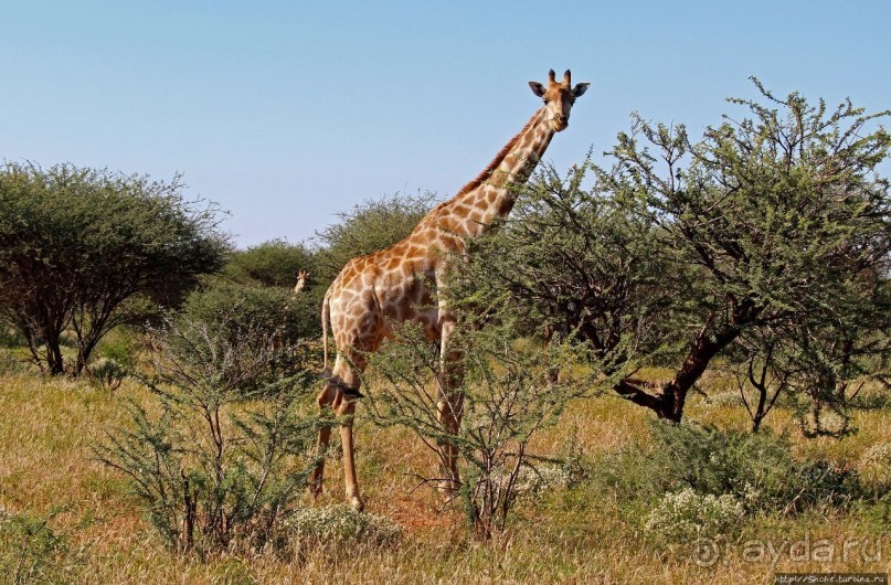 Утреннее сафари в Эринди, или "Соло одинокого гепарда"