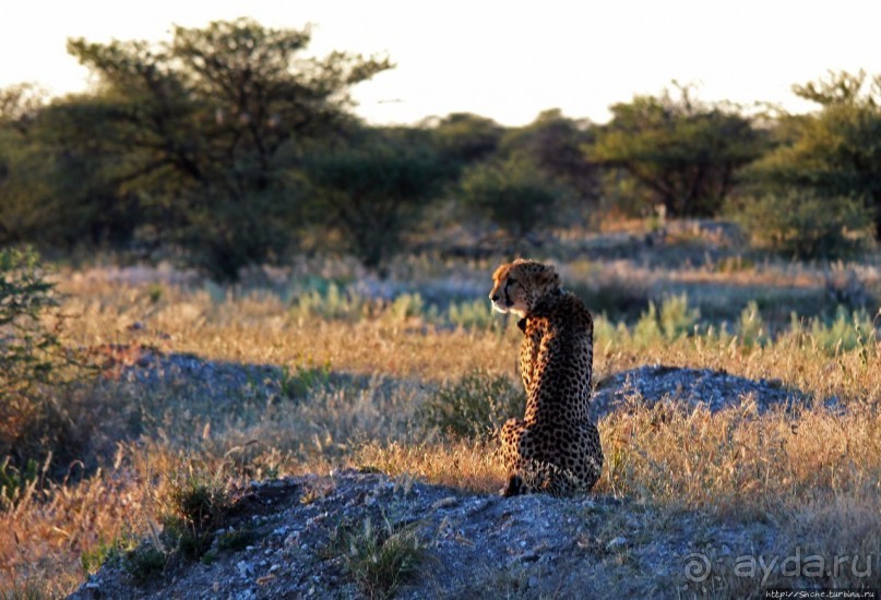 Утреннее сафари в Эринди, или "Соло одинокого гепарда"