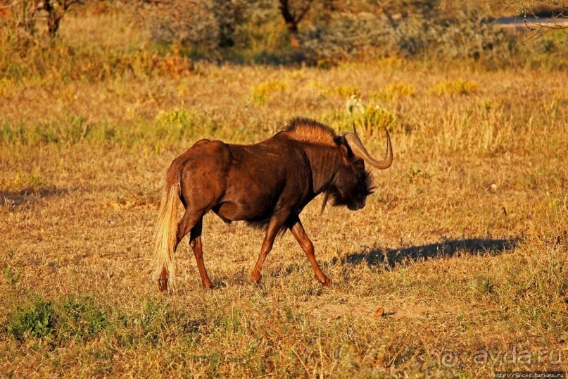 Утреннее сафари в Эринди, или "Соло одинокого гепарда"