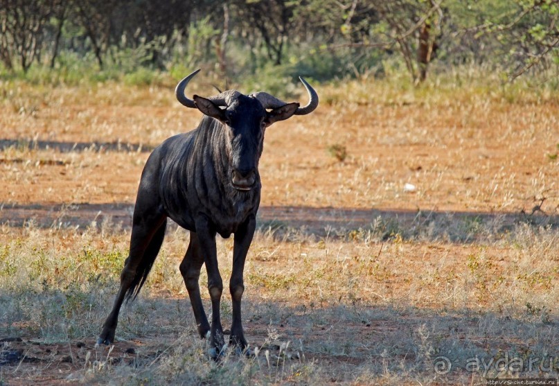 Утреннее сафари в Эринди, или "Соло одинокого гепарда"