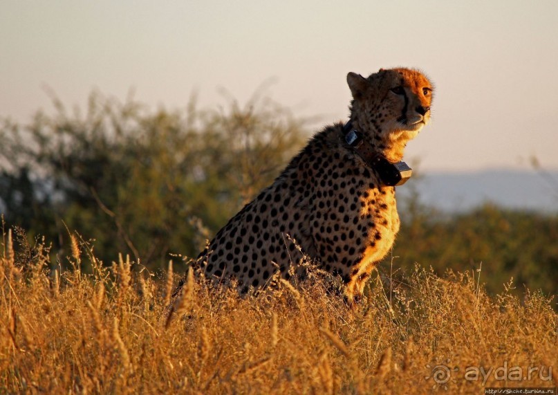 Утреннее сафари в Эринди, или "Соло одинокого гепарда"