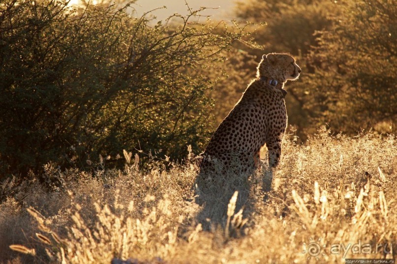 Утреннее сафари в Эринди, или "Соло одинокого гепарда"