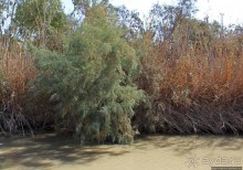 Воды Иордана — такие мутные, такие "чистые"