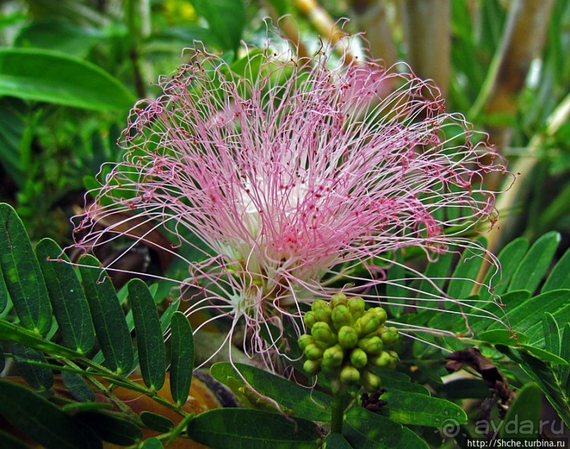 Альбом отзыва "Все цветы мира к ногам наших подруг. Цветущий Мадагаскар"