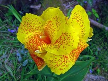 Все цветы мира к ногам наших подруг. Цветущий Мадагаскар