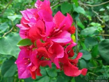 Альбом отзыва "Все цветы мира к ногам наших подруг. Цветущий Мадагаскар"