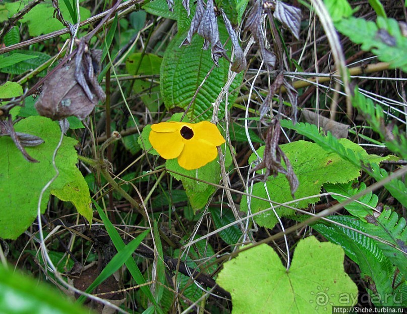 Все цветы мира к ногам наших подруг. Цветущий Мадагаскар