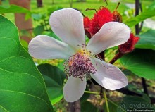 Альбом отзыва "Все цветы мира к ногам наших подруг. Цветущий Мадагаскар"
